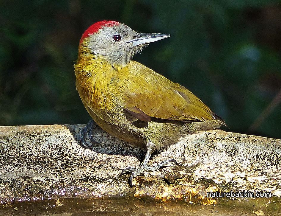Olive Sunbird at bird bath in wildlife garden, KwaZulu-Natal