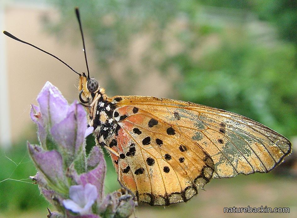 Natal acrea butterfly on flower