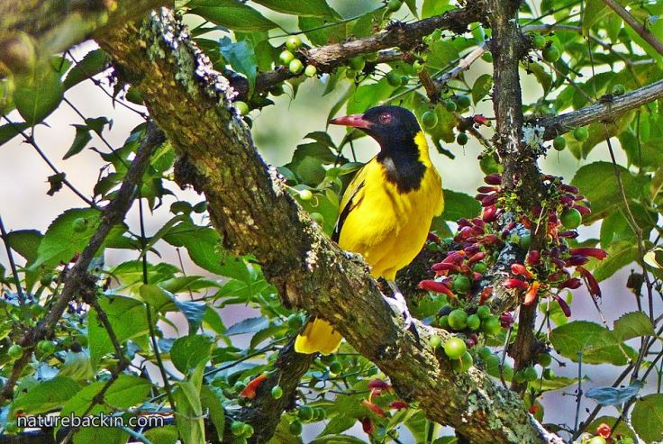 Halleria-lucida-Black-headed-Oriole