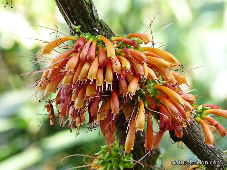 Halleria-lucida-flowers
