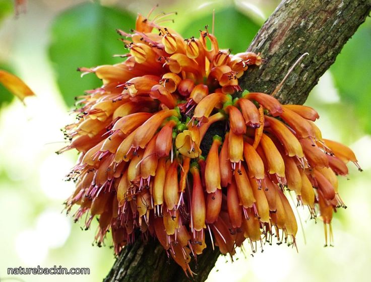 Halleria-lucida-flowers2