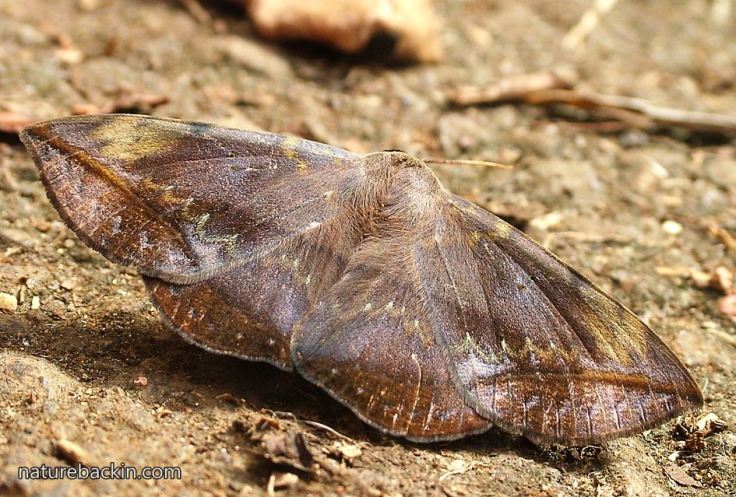 Moth-Red-Tail-3