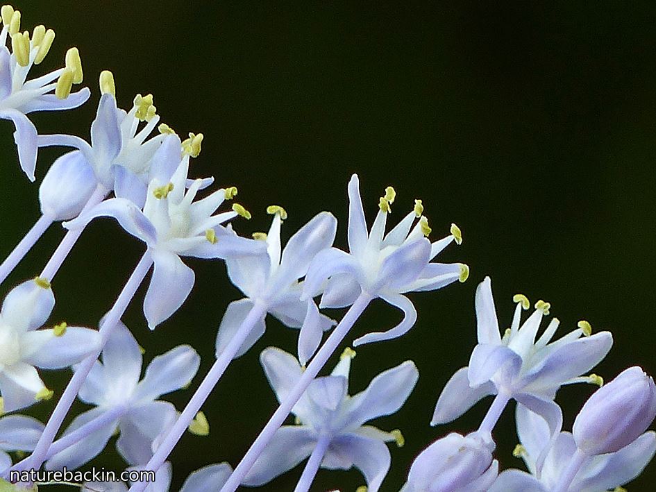 Blue squill in close-up in suburban garden