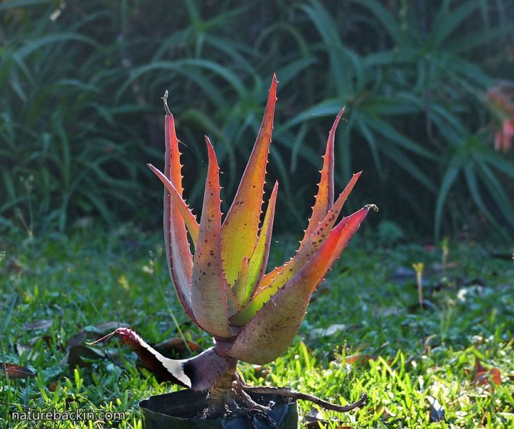 Aloe-ferox-before-planting