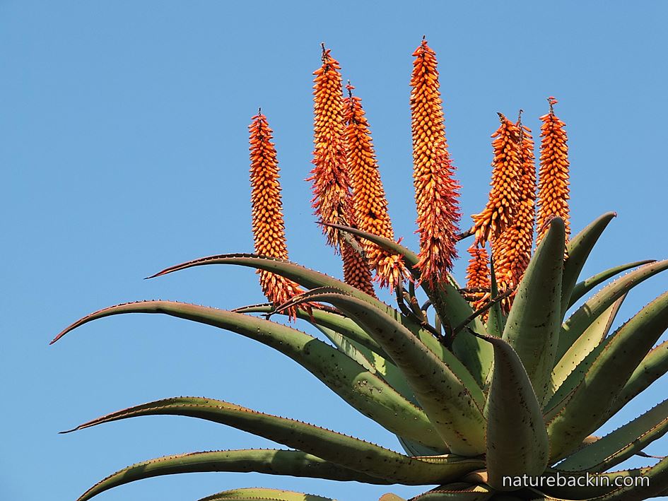 Aloe ferox in flower