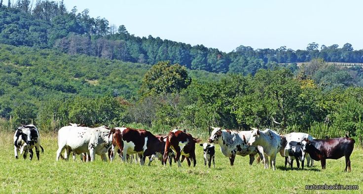 Cattle-Midlands-KZN