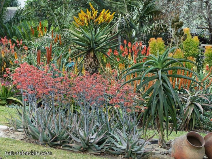 Hackland-aloe-garden-1