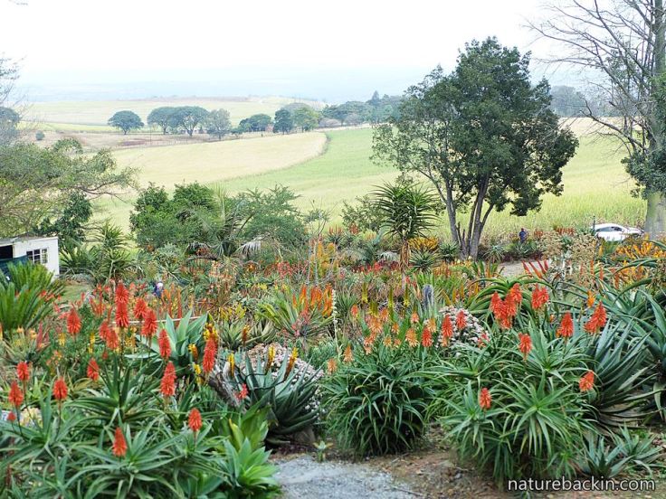 Hackland-aloe-garden-3