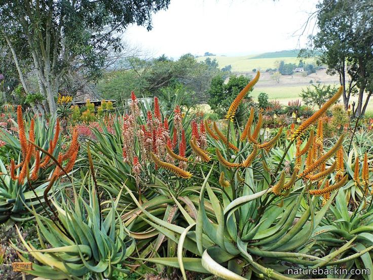 Hackland-aloe-garden-4