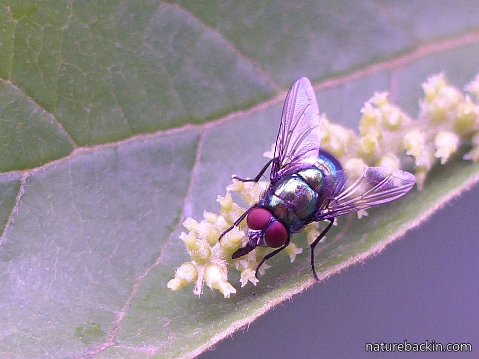 Fly seeking nectar and pollen on flower of Tassell-berry Tree, KwaZulu-Natal garden