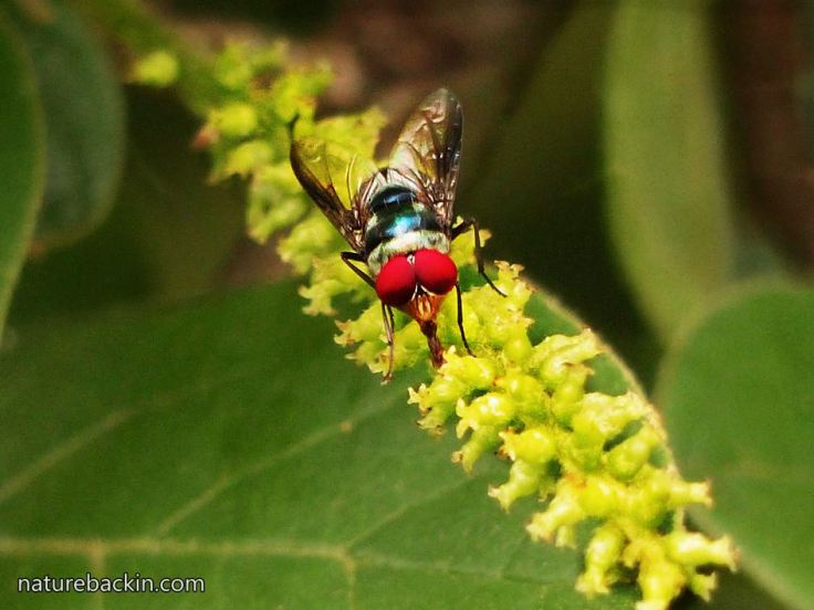 2 Blowfly-pollinator