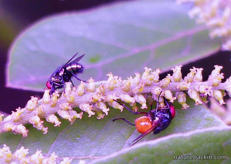 3 Flies-pollinating-flowers