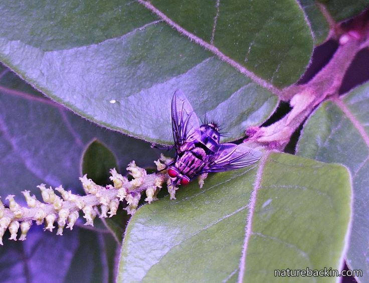 4 Tacninid-fly-pollinator