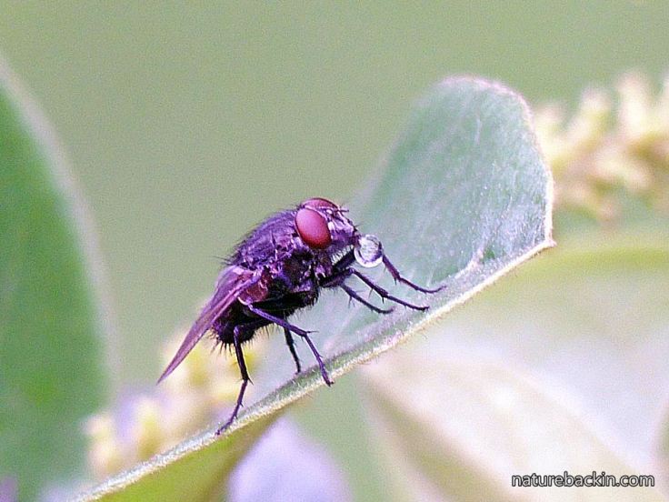 5 Tachnin -fly-with-nectar-bubble