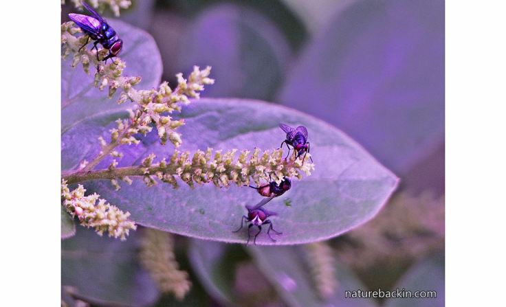 6 Flies-pollinating-Tassel-berry-tree