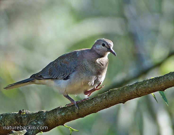 Laughing-Dove-4a