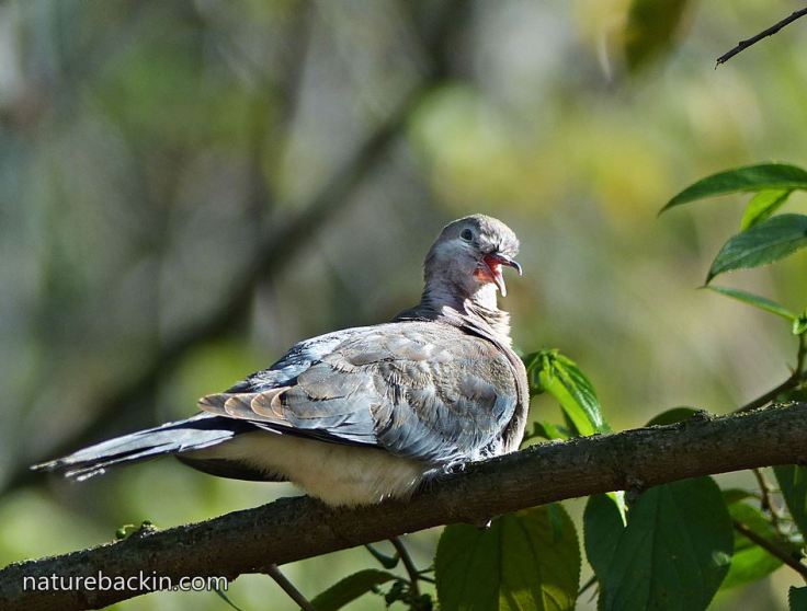 Laughing-Dove-9