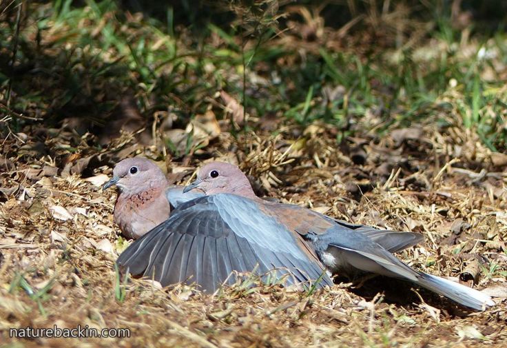 Laughing-doves