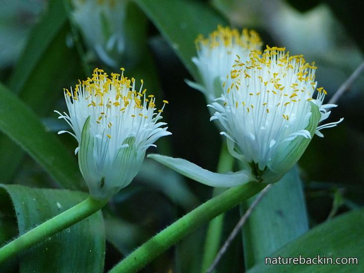 3 Heamanthus-albiflos flowers