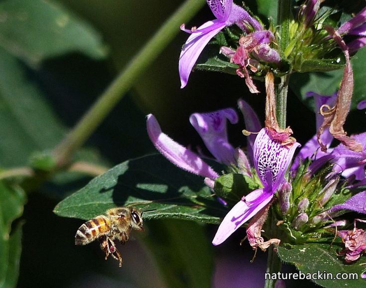 4 Honeybee-and-flower