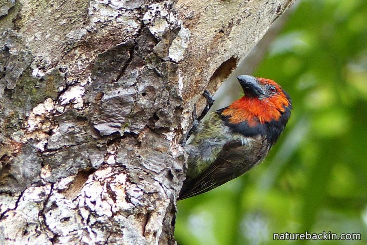 6 Black-collared Barbet making nesting hole