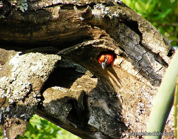8 Black-collared Barbet in nest