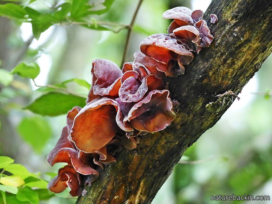 Jelly Ear Fungus KwaZulu-Natal garden