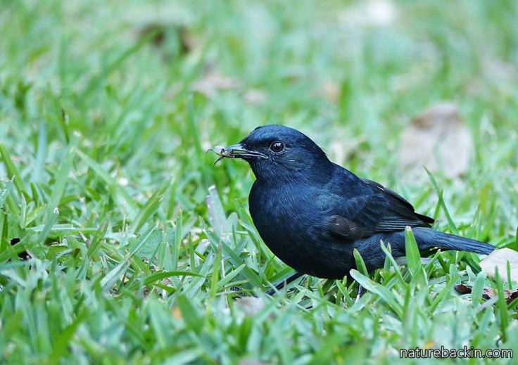 Southern Black Flycatcher 4