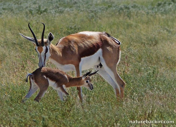 8 Springbok &amp; lamb CKGR