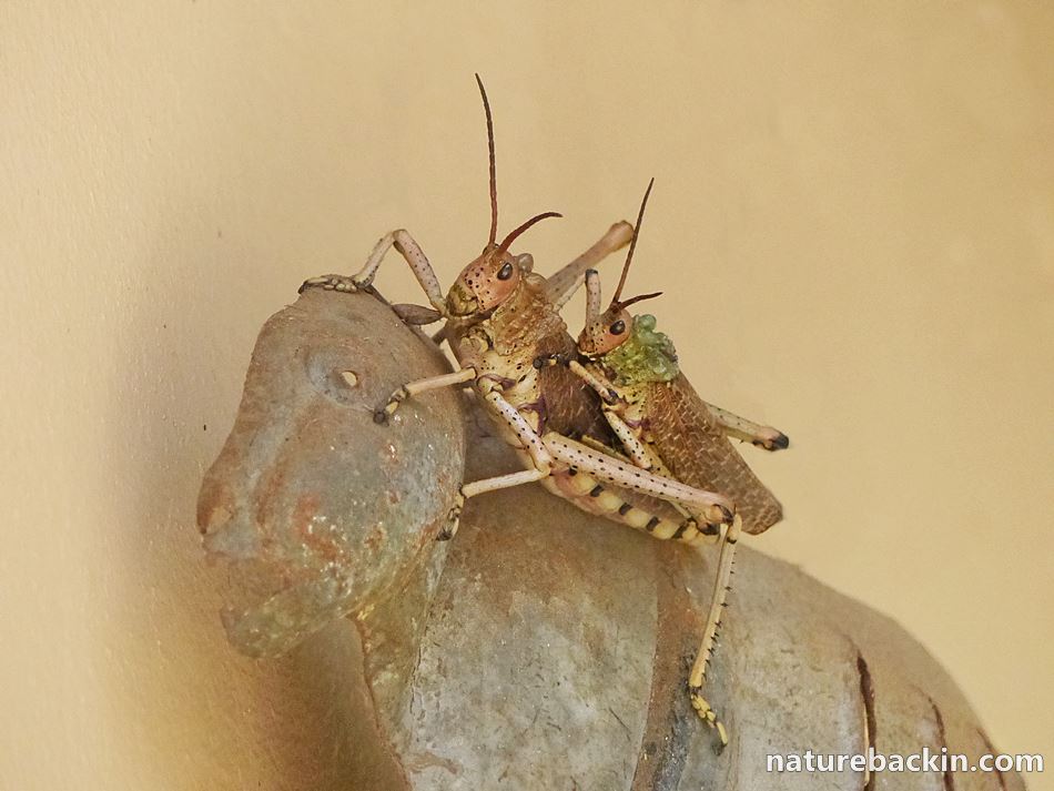 Locusts in garden