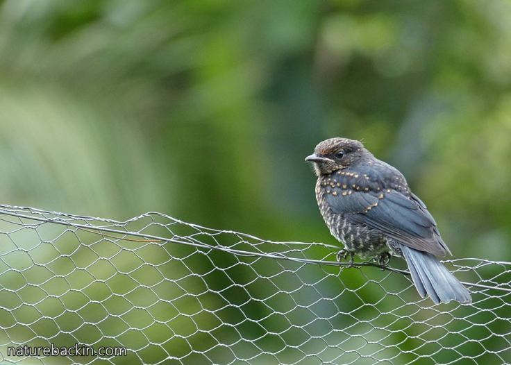 Flycatcher, southern black and fledgling 2