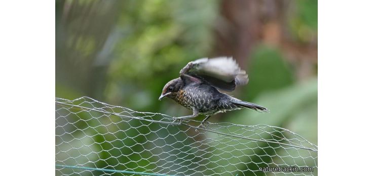 Flycatcher, southern black and fledgling 4