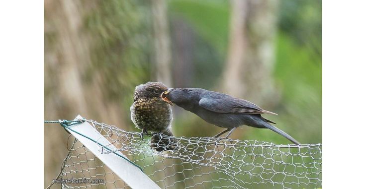 Flycatcher, southern black and fledgling 8