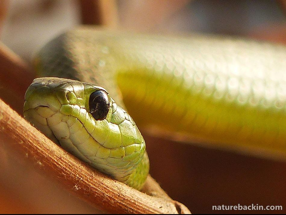 Eastern Green Snake in KwaZulu-Natal garden