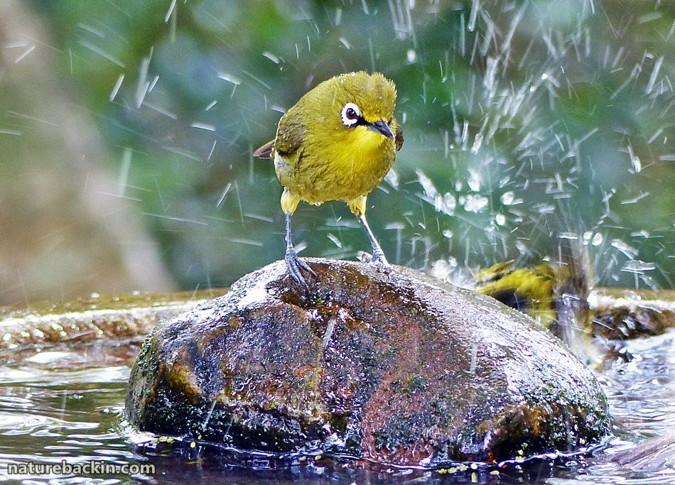 Cape White-eye at bird bath in a wildlife-friendly garden in KwaZulu-Natal