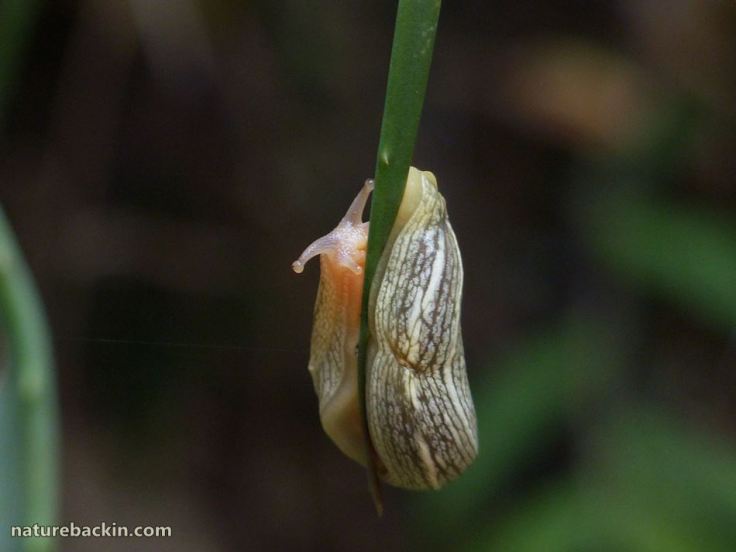 10 African banana slug