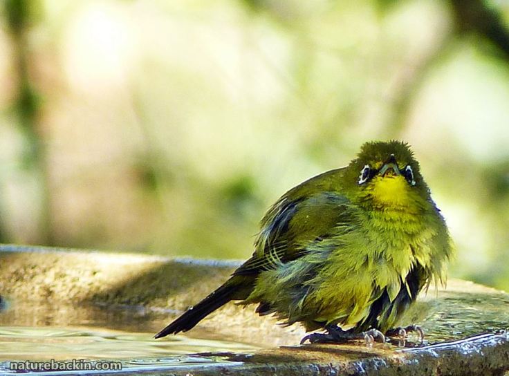 11 Cape White-eye