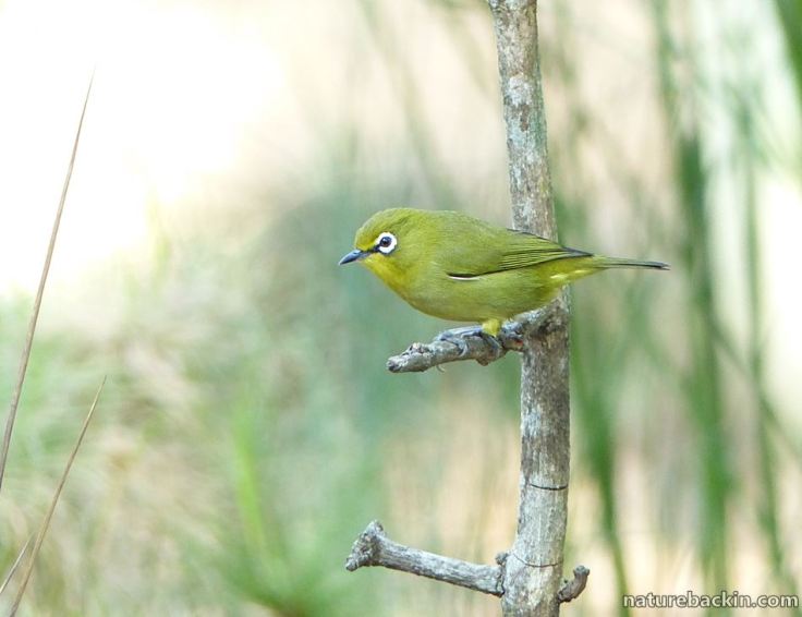 13 Cape White-eye