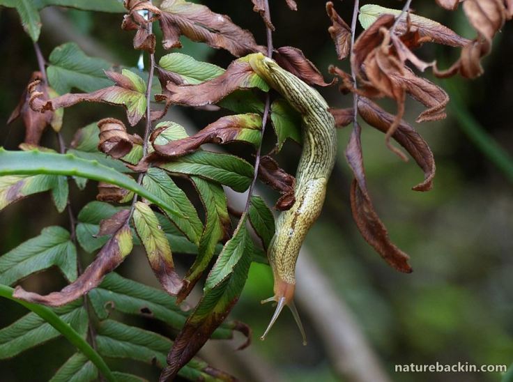 2 African banana slug