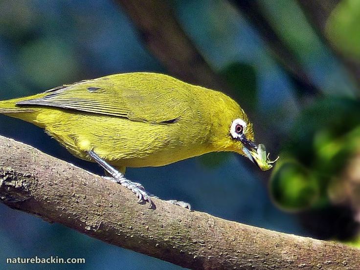 2 Cape White-eye
