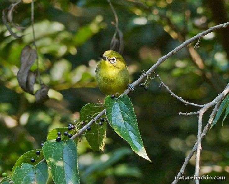 3 Cape White-eye