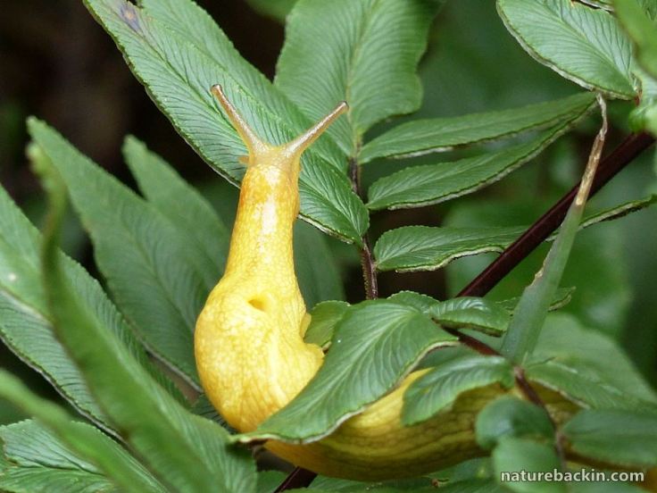 4 African banana slug