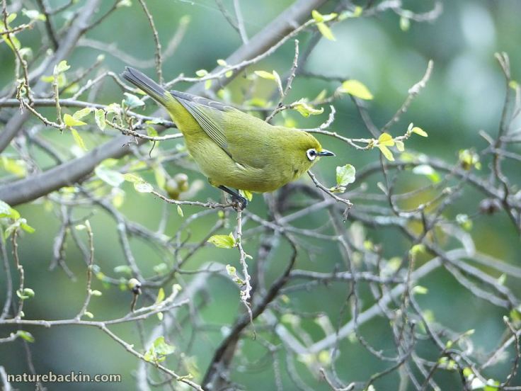 4 Cape White-eye