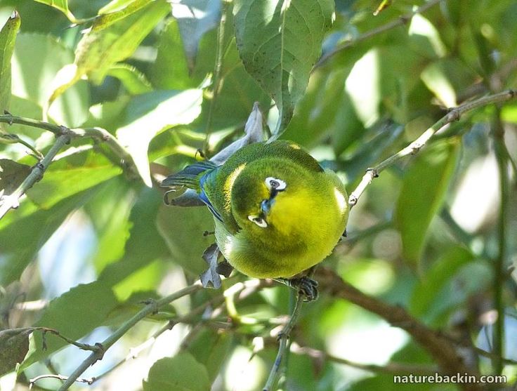5 Cape White-eye