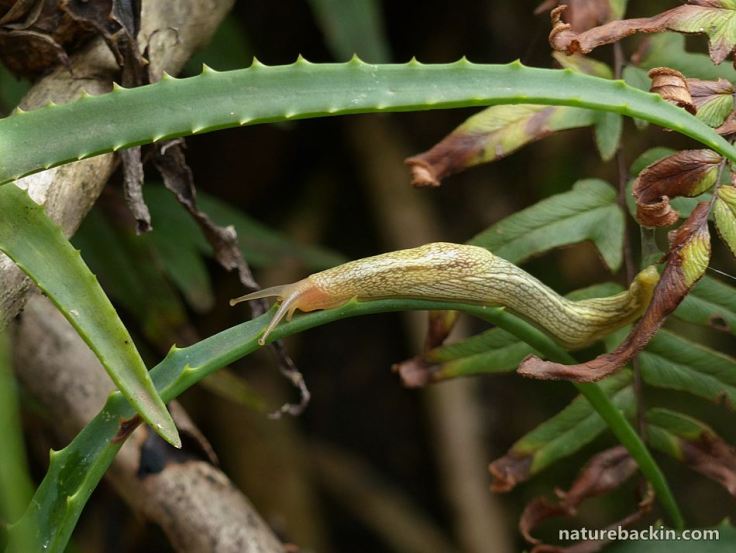6 African banana slug