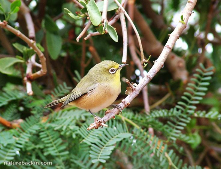 6 Cape White-eye