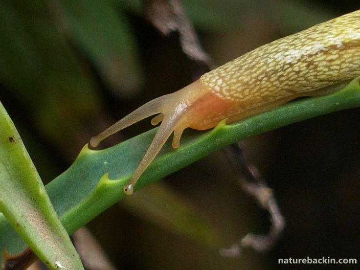 7 African banana slug