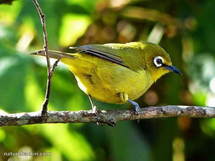 7 Cape White-eye