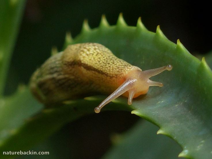 8 African banana slug