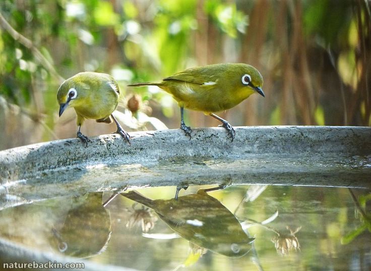8 Cape White-eye